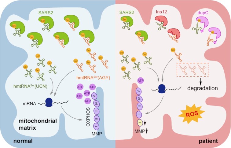 Graphical Abstract