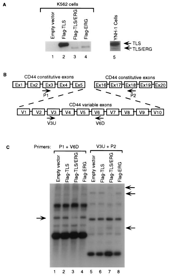 FIG. 7