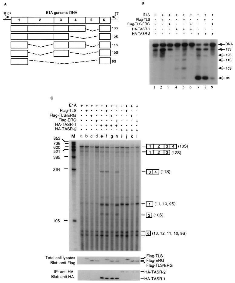 FIG. 5