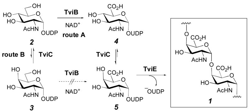 Scheme 1