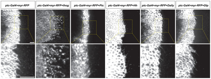 Figure 1—figure supplement 1.