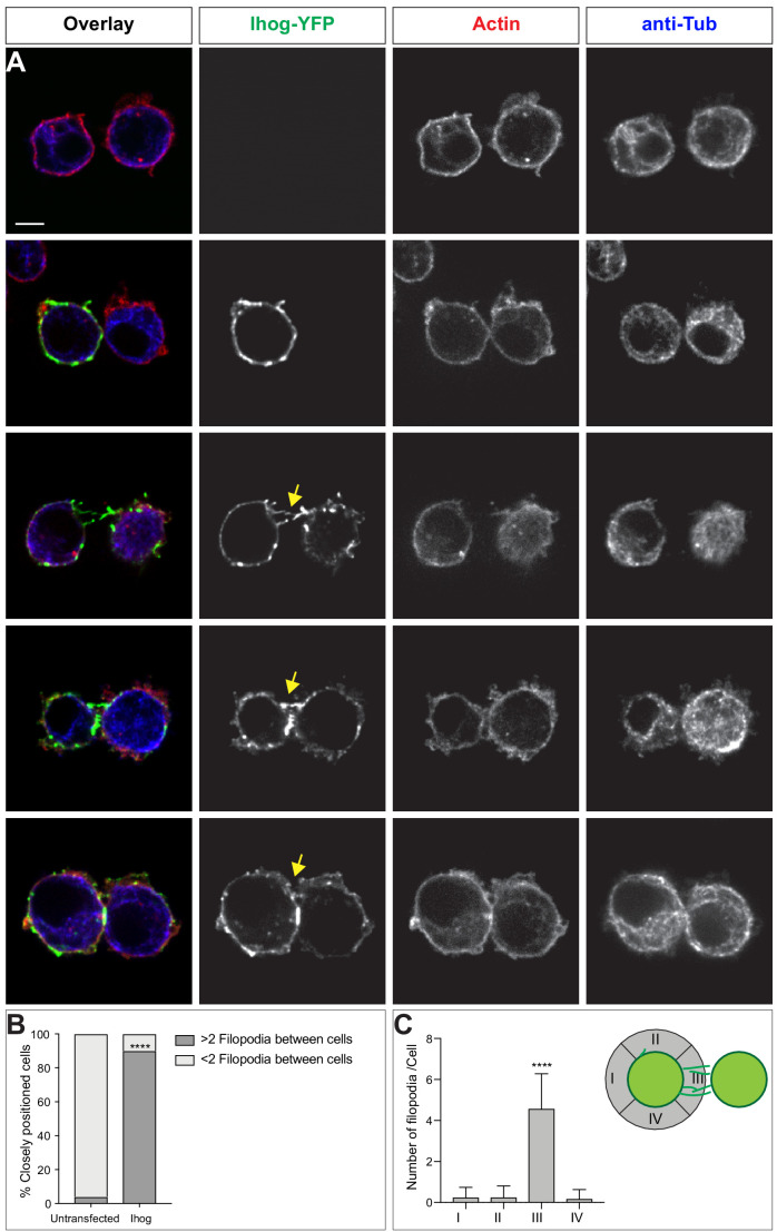 Figure 4—figure supplement 2.