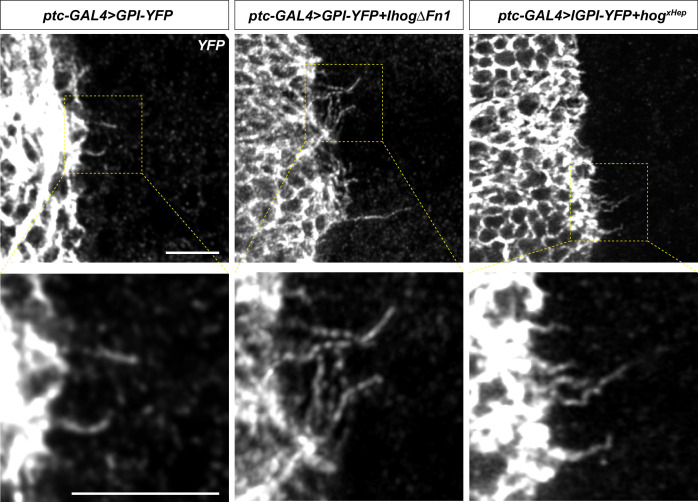 Figure 5—figure supplement 2.