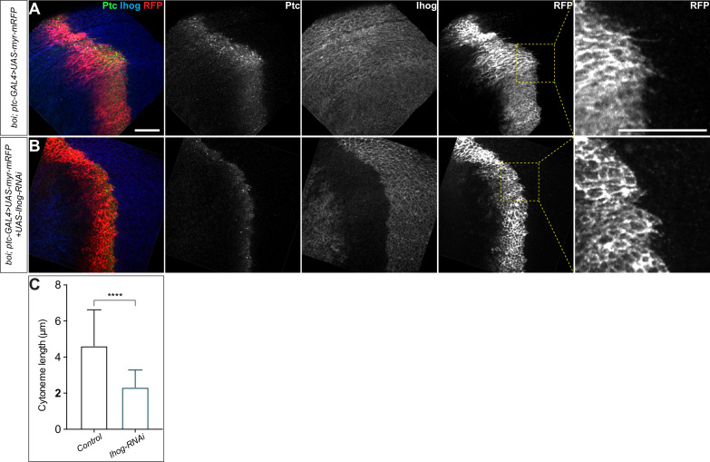 Figure 5—figure supplement 3.