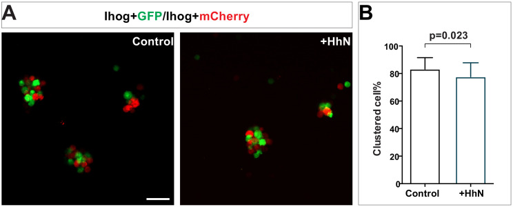 Figure 6—figure supplement 1.