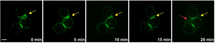 Figure 4—figure supplement 3.