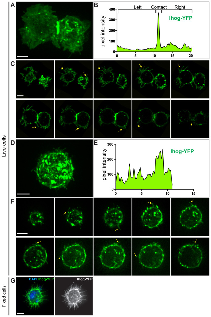 Figure 4—figure supplement 1.