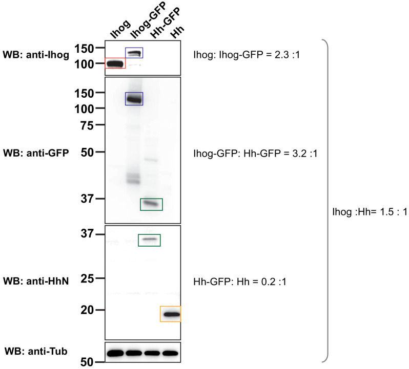 Figure 6—figure supplement 3.