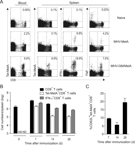 FIG 6 