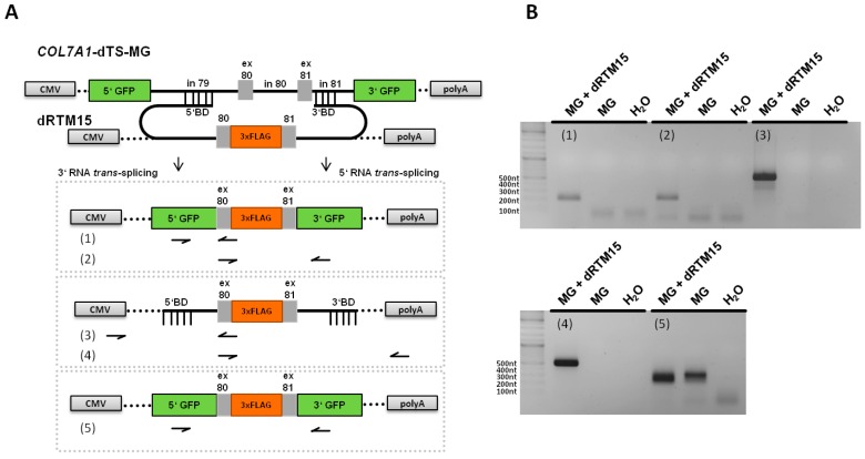 Figure 5