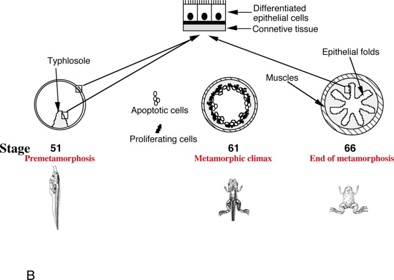 Fig. 1B