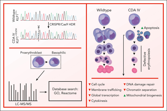 A novel human cellular model of CDA IV enables comprehensive analysis ...