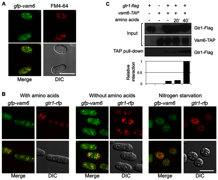 Fig. 6.