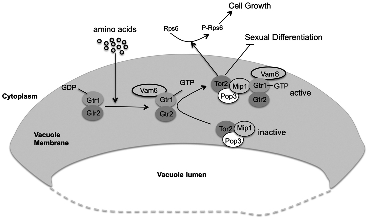 Fig. 7.