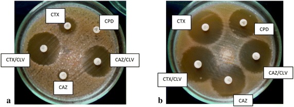 Fig. 1