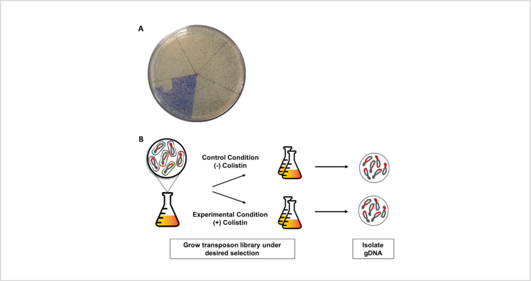 Figure 2: