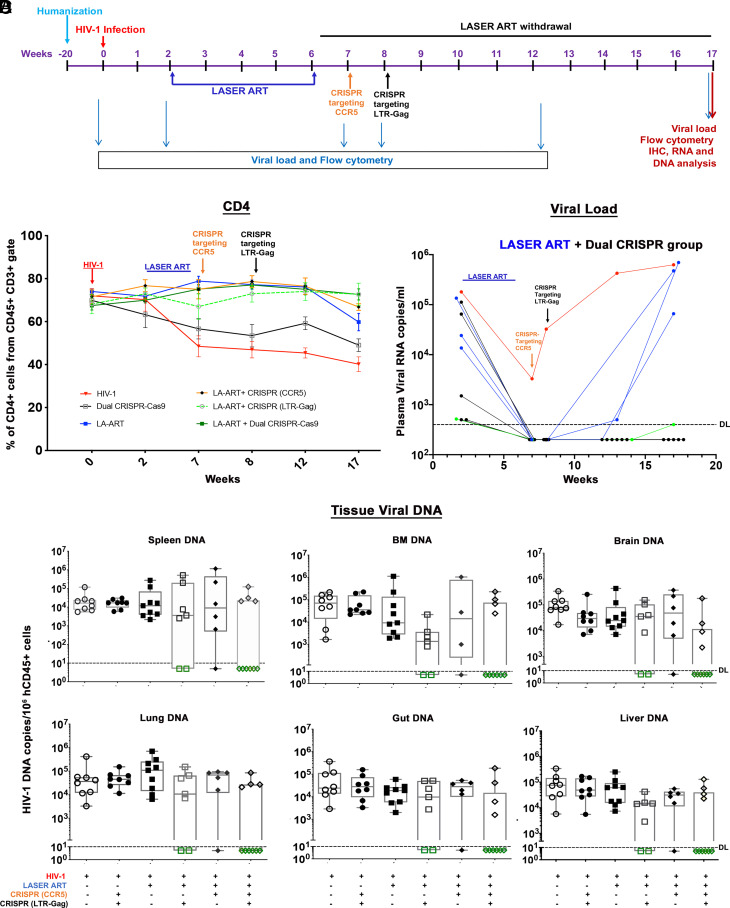 CRISPR editing of CCR5 and HIV-1 facilitates viral elimination in ...