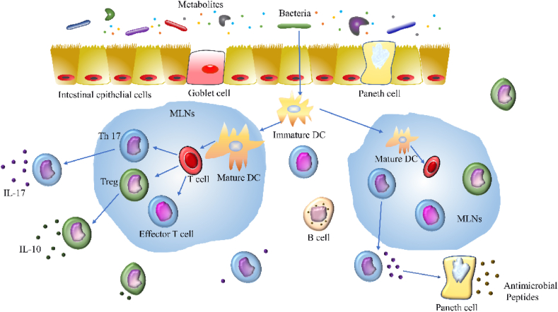 The Role Of Intestinal Flora On Tumor Immunotherapy: Recent Progress 