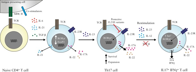 Figure 2.