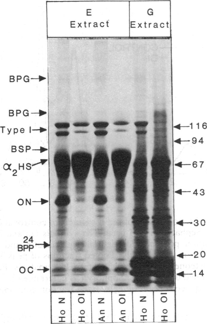 graphic file with name pnas00608-0292-a.jpg