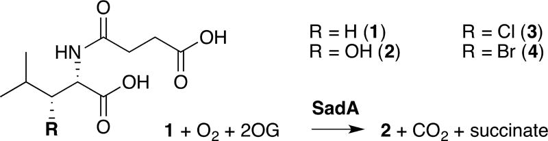 Scheme 1