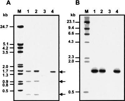 FIG. 6