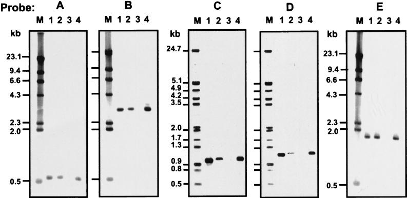 FIG. 5