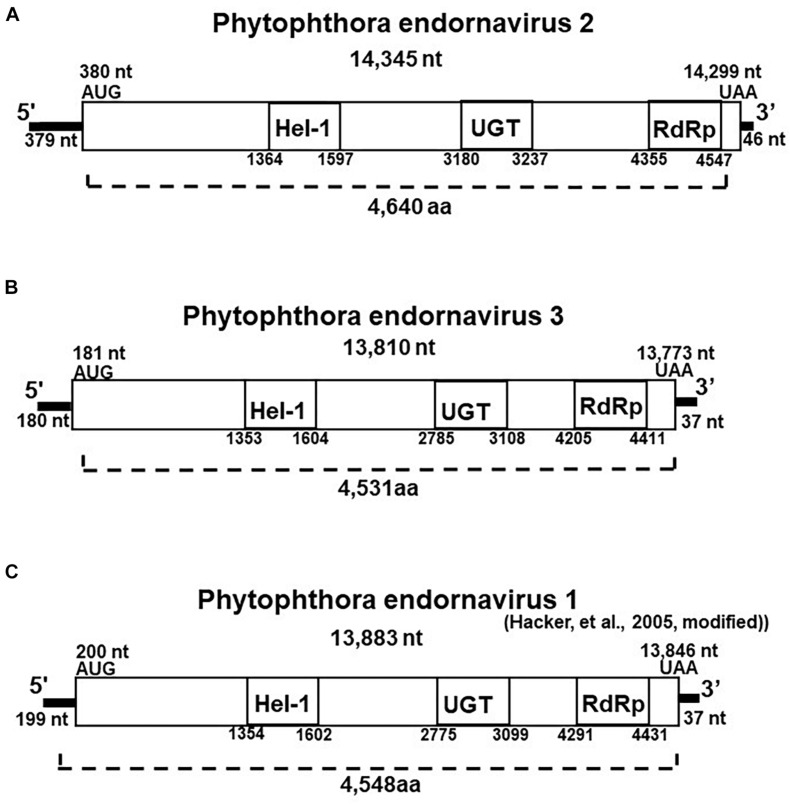 FIGURE 2