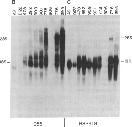 graphic file with name pnas00264-0358-a.jpg