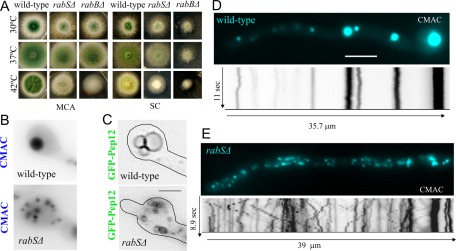 FIGURE 3: