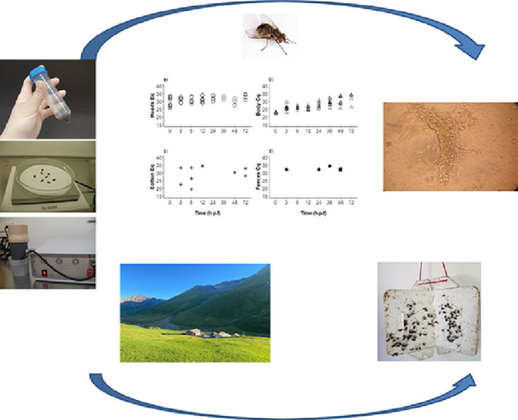 Image, graphical abstract