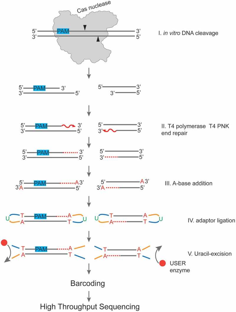 Figure 2.