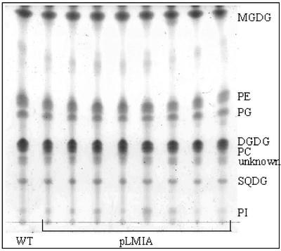 Figure 4.