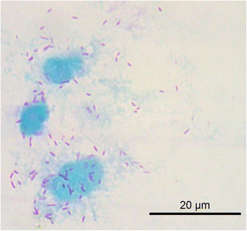 Fig. 1