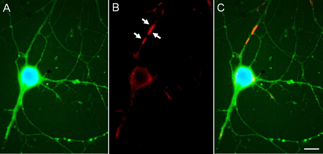 Figure 5