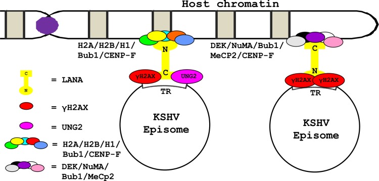 Fig 8