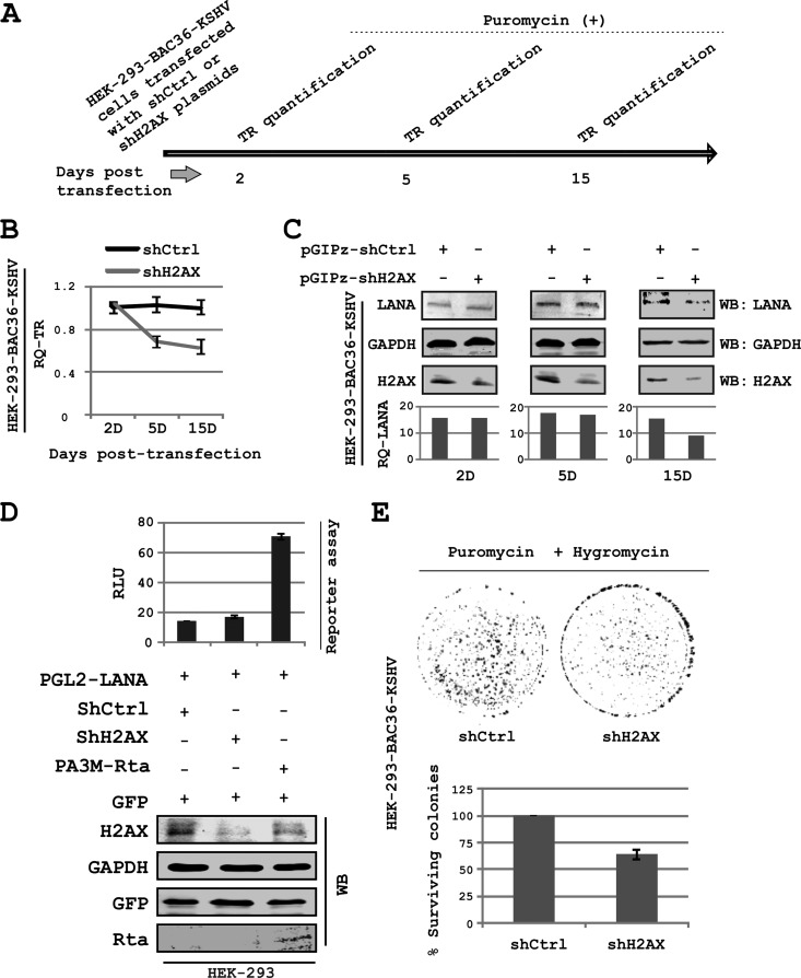 Fig 5