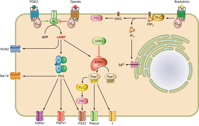 FIGURE 12.