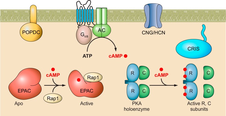 FIGURE 1.