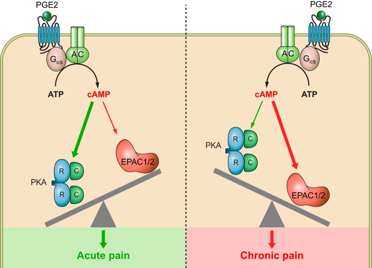 FIGURE 13.