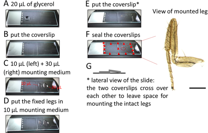 Figure 2: