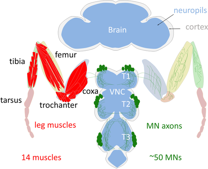 Figure 1: