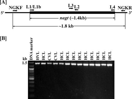 FIG. 2.