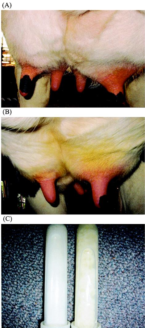 FIG. 2.