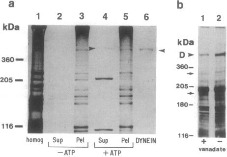 graphic file with name pnas01089-0376-a.jpg