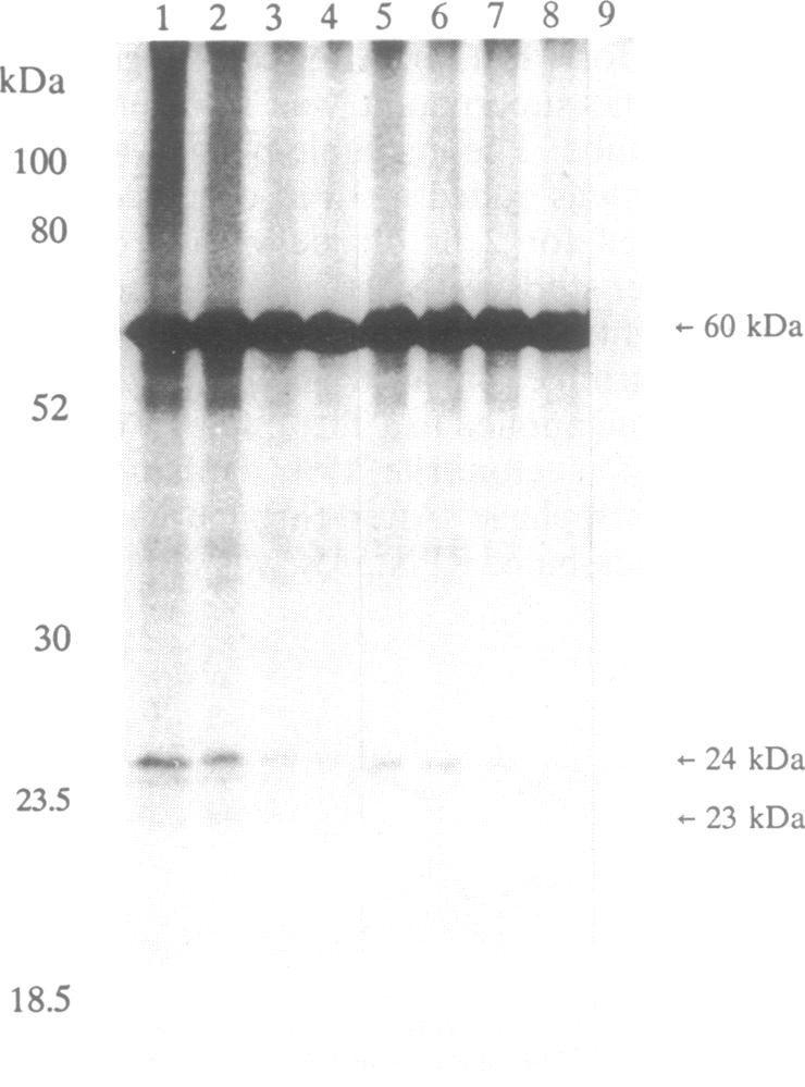 graphic file with name pnas01076-0038-a.jpg