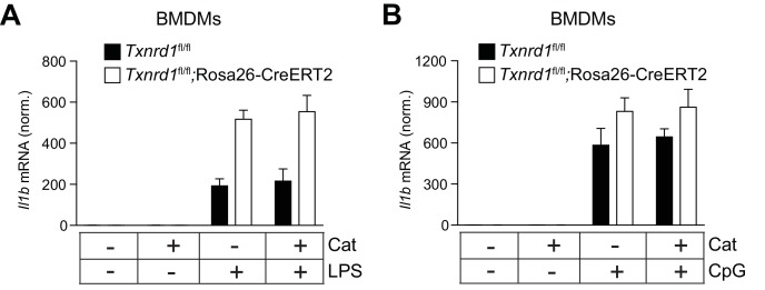 Figure 7—figure supplement 3.