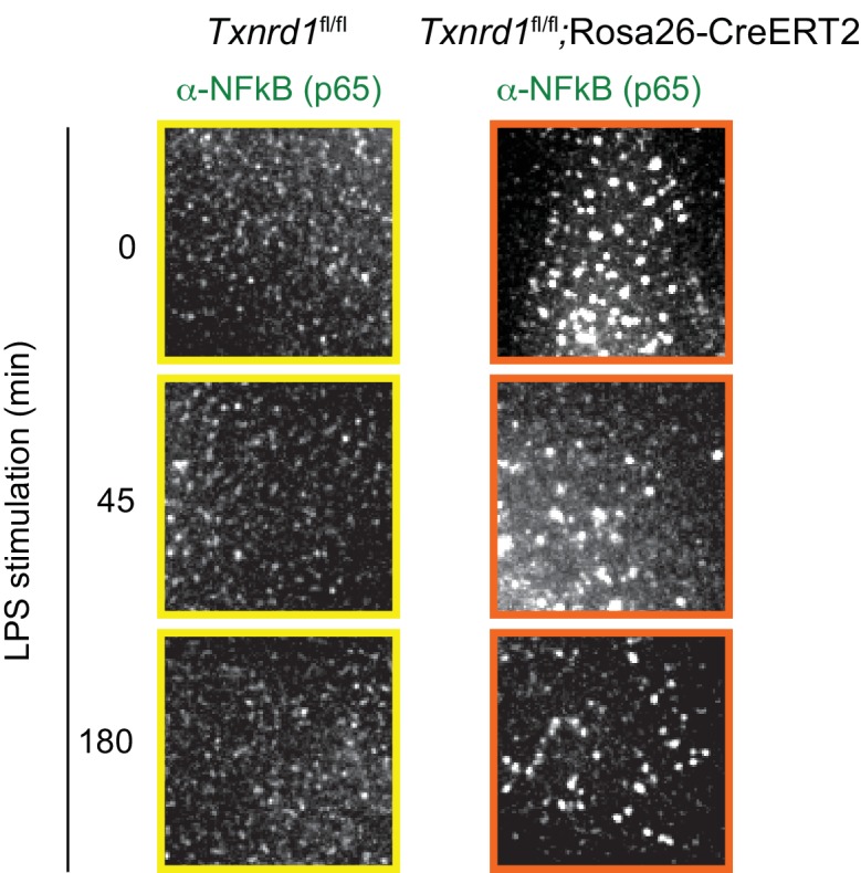 Figure 5—figure supplement 2.