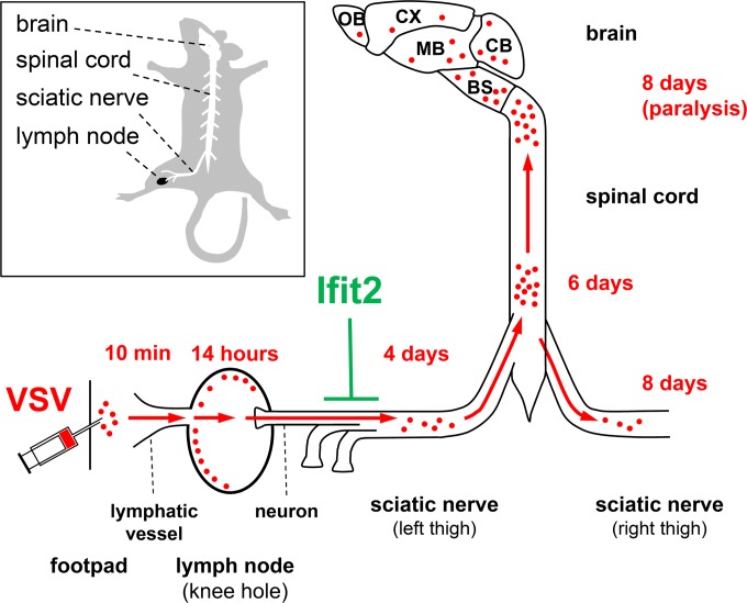 FIG 9