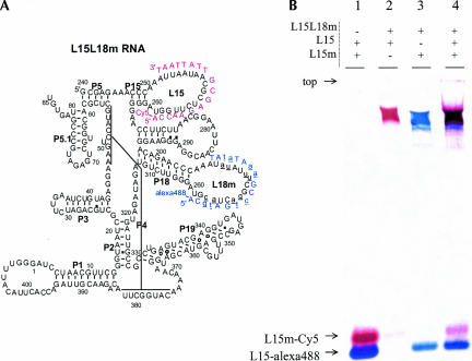 FIGURE 3.